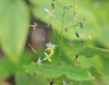 Epimedium myrianthum
